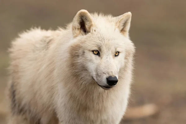 Portret Van Een Witte Wolf — Stockfoto
