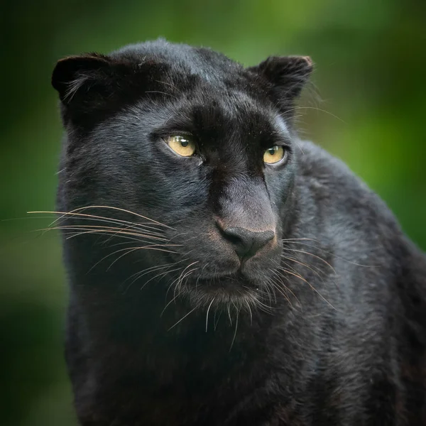 ジャングルの黒いパンサーの肖像画 — ストック写真