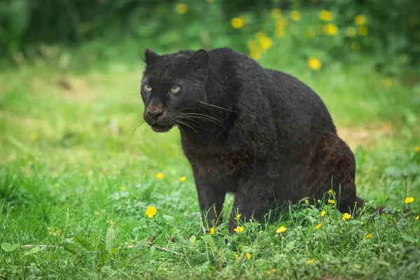 Portrait Black Panther Jungle — 스톡 사진