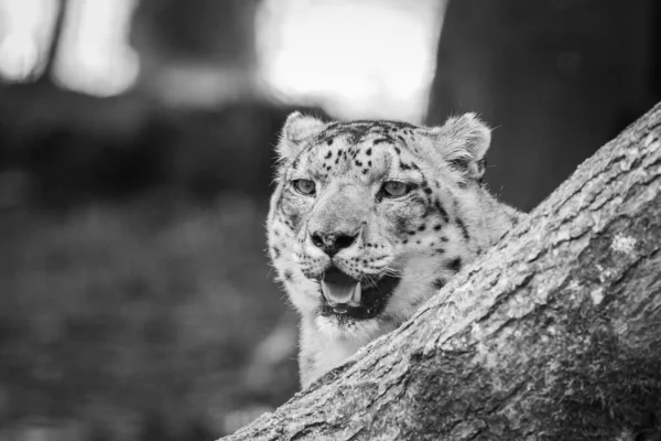 Portréja Egy Snow Leopard — Stock Fotó