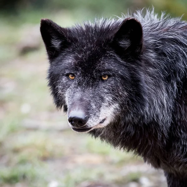 Portret Van Een Houtwolf Het Bos — Stockfoto