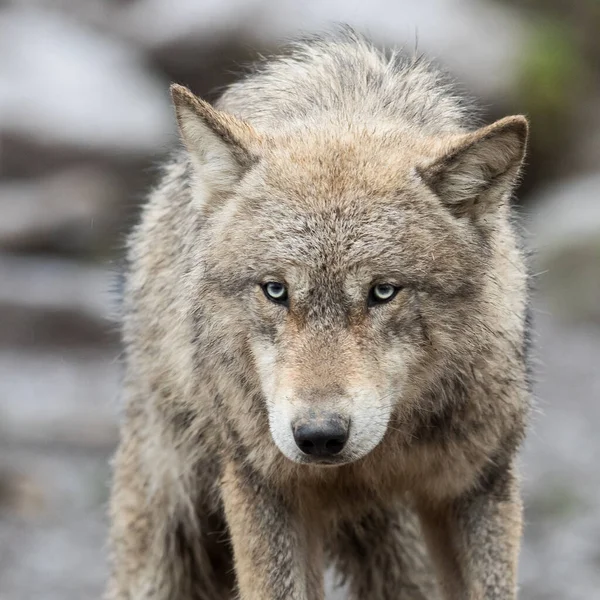 Retrato Lobo Gris —  Fotos de Stock