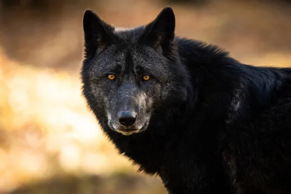 Ritratto Lupo Nero Nella Foresta — Foto Stock