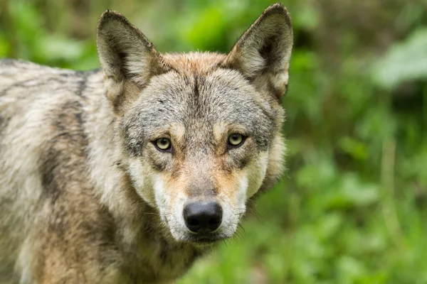 Portret Van Een Grijze Wolf Het Bos — Stockfoto