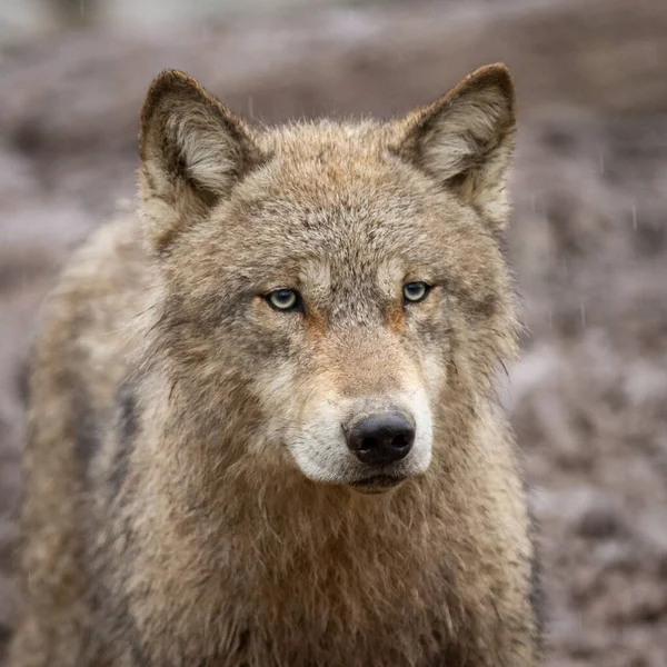 Ritratto Lupo Grigio Nella Foresta — Foto Stock