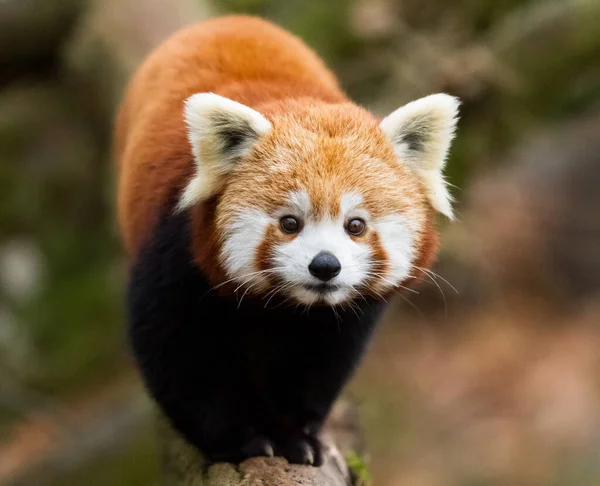 Kızıl Bir Panda Portresi — Stok fotoğraf