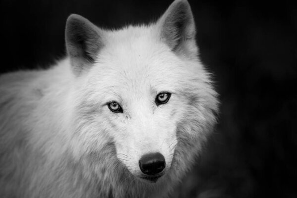Portrait of a white wolf