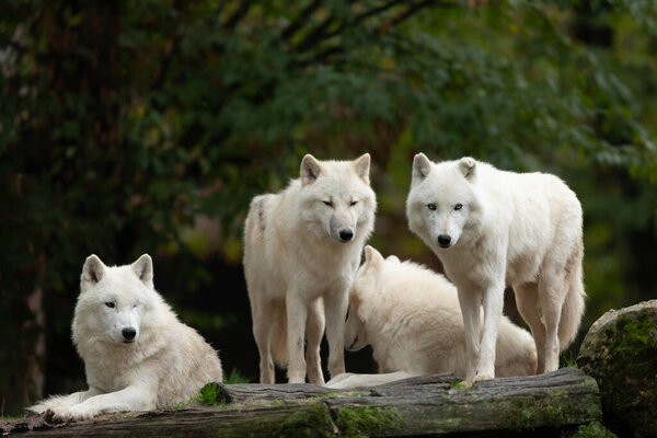 White wolf family in the forest
