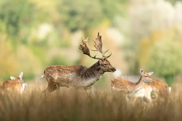 Jachère Des Cerfs Dans Prairie Pendant Ornière — Photo