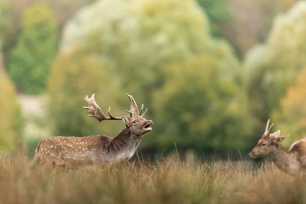 Jachère Des Cerfs Dans Prairie Pendant Ornière — Photo