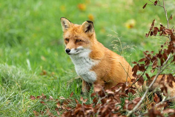 Rode Vos Het Bos — Stockfoto