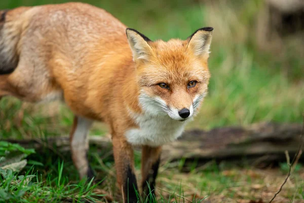 Rode Vos Het Bos — Stockfoto