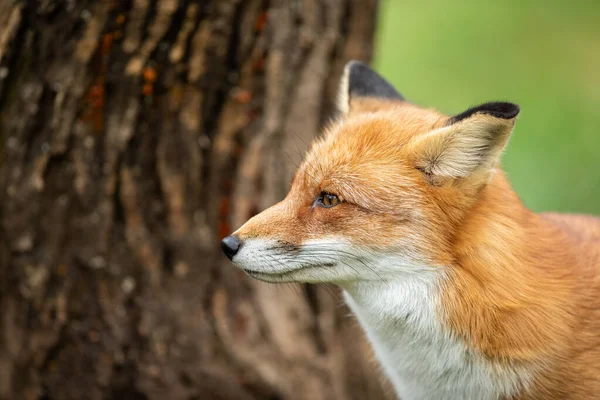 Porträt Eines Rotfuchses Wald — Stockfoto