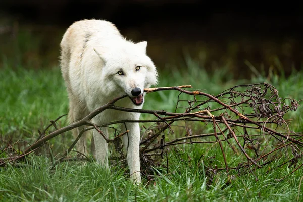 Lobo Branco Brincando Com Ramo Floresta — Fotografia de Stock
