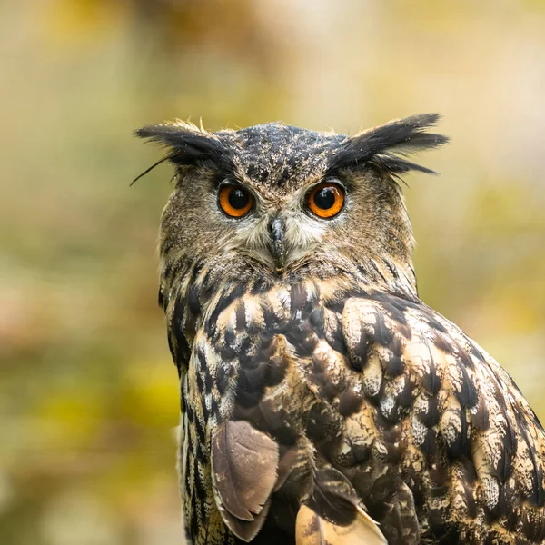 Retrato Uma Coruja Águia Eurasiana — Fotografia de Stock