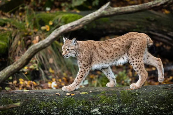 Lynx Sétál Erdőben — Stock Fotó