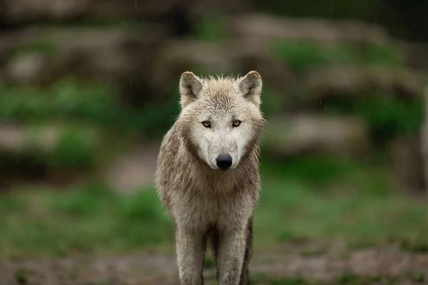 Ritratto Lupo Bianco Nella Foresta — Foto Stock