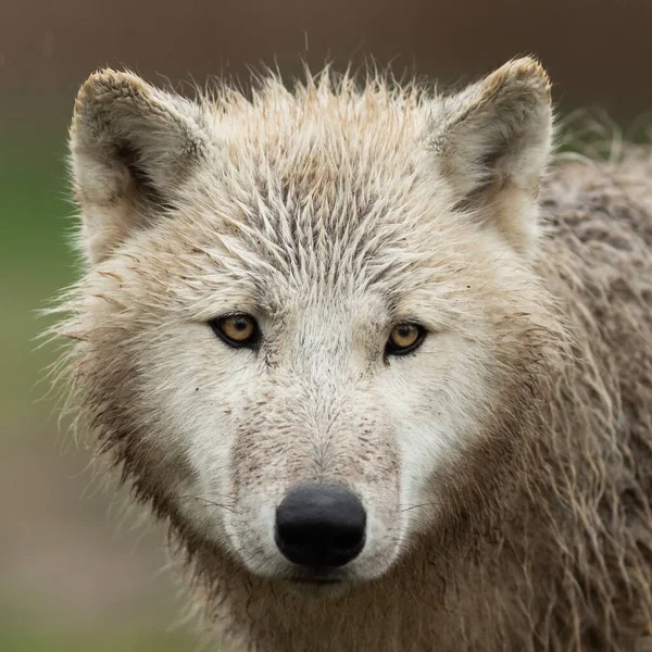 Whitportrait Loup Blanc Dans Forêt — Photo