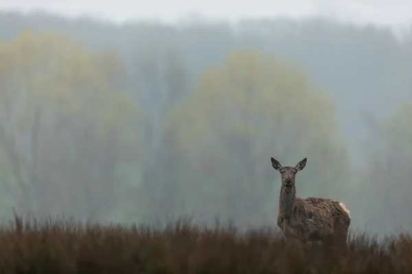 Cerf Rouge Dans Atmosphère Brouillard — Photo