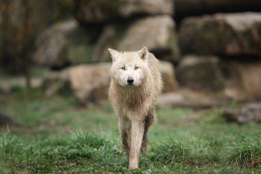 Ormandaki beyaz kurt