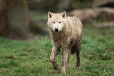 Ormandaki beyaz kurt