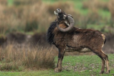 Mouflon in the meadow clipart