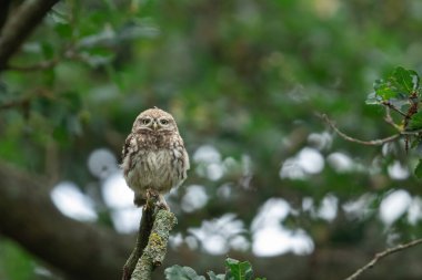 Ağaçtaki küçük baykuş