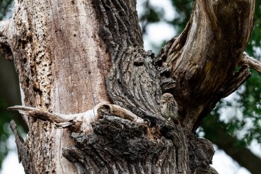 Ağaçtaki küçük baykuş