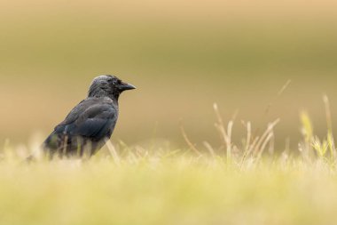 Batılı karga çayırda oturuyordu