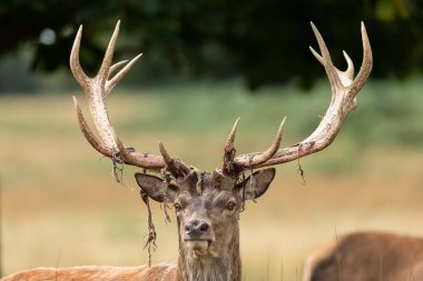 Çayırdaki kırmızı geyik