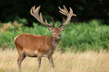 Çayırdaki kırmızı geyik