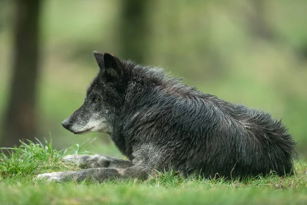 Černý Vlk Sedící Lese — Stock fotografie