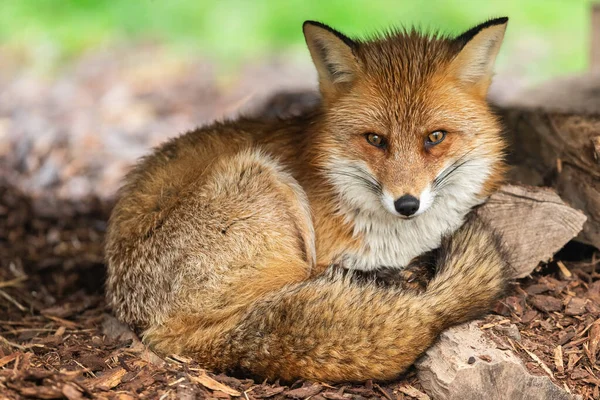 秋の森の中の赤狐 — ストック写真