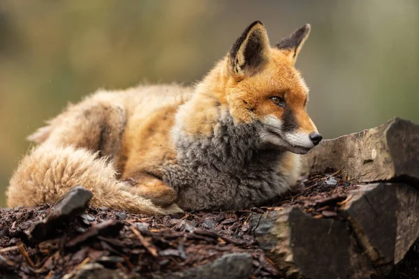 森林里坐着一只红狐狸的画像 — 图库照片