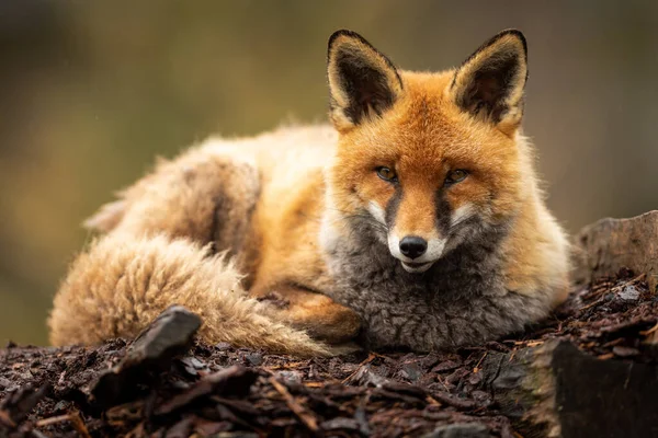 森林里坐着一只红狐狸的画像 — 图库照片