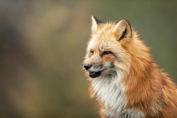 Portrét Červené Lišky Sedící Lese — Stock fotografie