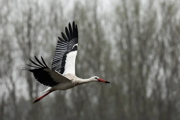 Bílý Čáp Letí Blízko Lesa — Stock fotografie