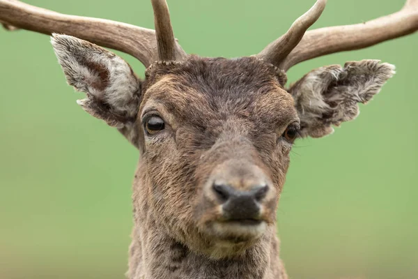 Porträtt Dovhjort Ängen — Stockfoto