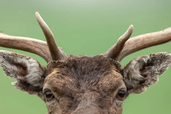 Portrait Fallow Deer Meadow — Stock Photo, Image