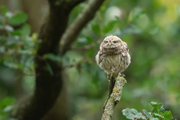 Pequena Coruja Árvore — Fotografia de Stock