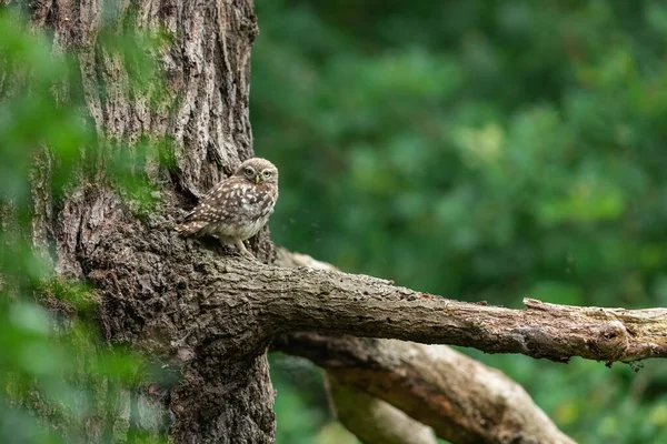 Pequena Coruja Árvore — Fotografia de Stock