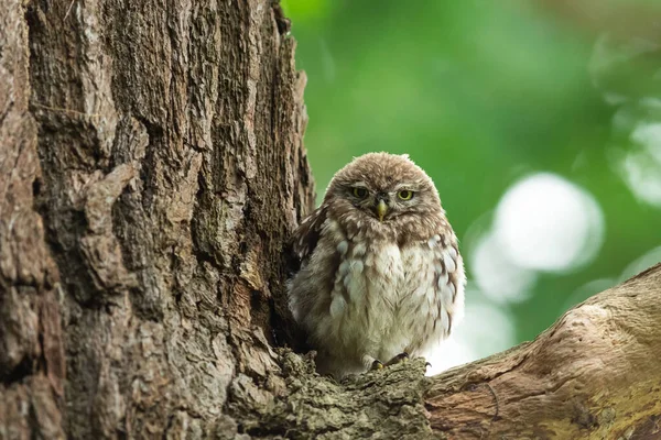 Pequena Coruja Árvore — Fotografia de Stock