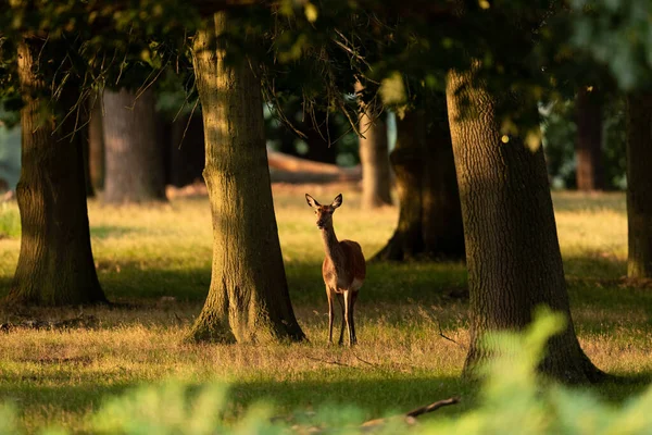 Biche Dans Prairie Lever Soleil — Photo