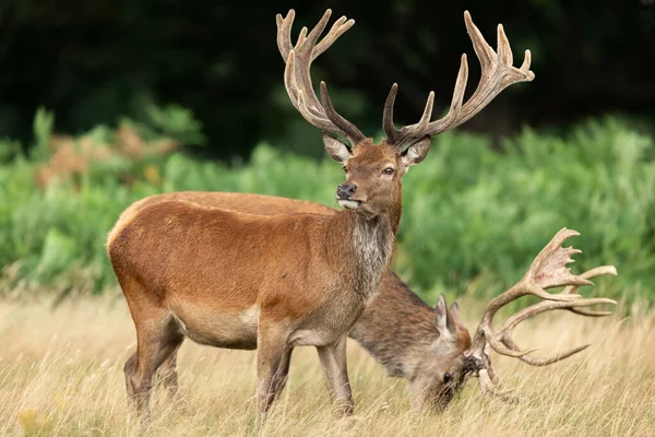 Red Deer Meadow — Stock Photo, Image