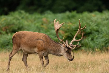Çayırdaki kırmızı geyik