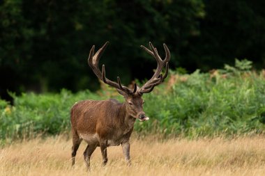 Çayırdaki kırmızı geyik