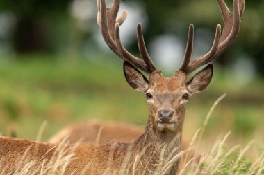 Çayırdaki kırmızı geyik