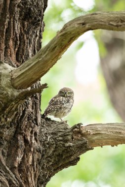 Ağaçtaki küçük baykuş