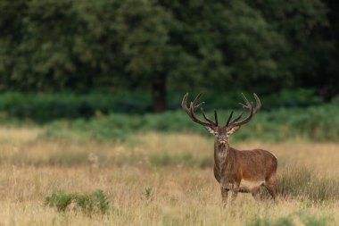 Çayırdaki kırmızı geyik