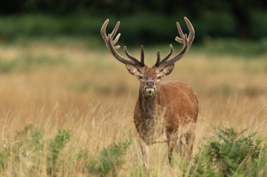 Çayırdaki kırmızı geyik